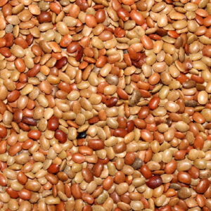 horse gram