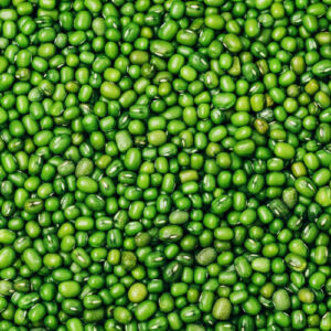 mung bean
